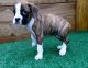 Boxer Puppies for sale in Sacramento, CA 95828, USA. price: $500