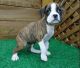 Boxer Puppies for sale in St. Louis, MO 63146, USA. price: NA