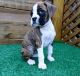 Boxer Puppies for sale in San Diego, CA 92123, USA. price: NA
