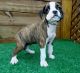Boxer Puppies for sale in San Jose, CA 95135, USA. price: NA