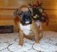 Boxer Puppies for sale in Seattle, WA 98111, USA. price: $500