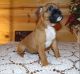 Boxer Puppies for sale in Toledo, OH 43623, USA. price: NA