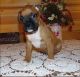 Boxer Puppies for sale in Tulsa, OK 74112, USA. price: NA