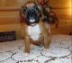 Boxer Puppies for sale in Virginia Beach, VA 23454, USA. price: NA
