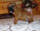 Boxer Puppies for sale in Joint Base Anacostia-Bolling, DC 20032, USA. price: NA