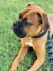 Boxer Puppies for sale in Research Triangle, Durham, NC, USA. price: NA