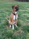 Boxer Puppies for sale in Hickory, NC, USA. price: NA