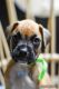 Boxer Puppies for sale in Fort Smith, AR 72901, USA. price: NA