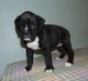 Boxer Puppies for sale in Albuquerque, NM 87123, USA. price: $500