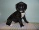 Boxer Puppies for sale in Austin, TX 78753, USA. price: $500