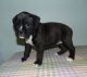 Boxer Puppies for sale in Center Point, AL 35215, USA. price: NA
