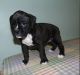 Boxer Puppies for sale in Buffalo, NY 14216, USA. price: NA