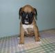Boxer Puppies for sale in El Paso, TX 79912, USA. price: NA
