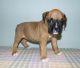 Boxer Puppies for sale in Houston, TX 77002, USA. price: $500