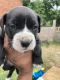 Boxer Puppies for sale in 20529 Hull St, Highland Park, MI 48203, USA. price: $400