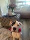 Boxer Puppies for sale in Anaheim, CA, USA. price: NA