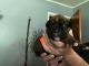 Boxer Puppies for sale in 136 Mountain Ave, Matamoras, PA 18336, USA. price: NA