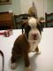 Boxer Puppies for sale in Bellefontaine, OH 43311, USA. price: $650