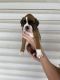 Boxer Puppies for sale in Harrah, OK, USA. price: $1,200