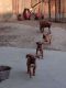 Boxer Puppies for sale in Hanford, CA 93230, USA. price: $600