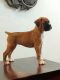 Boxer Puppies for sale in Jaipur, Rajasthan, India. price: 25000 INR