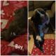 Boxer Puppies for sale in Muskogee, OK, USA. price: $450