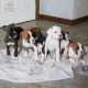 Boxer Puppies for sale in 10100 Baltimore Ave, College Park, MD 20740, USA. price: $600