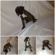 Boxer Puppies for sale in St Joseph, MO 64505, USA. price: $1,200