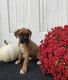 Boxer Puppies for sale in Orland Park, IL, USA. price: NA
