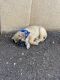 Boxer Puppies for sale in Chula Vista, CA 91911, USA. price: NA