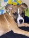 Boxer Puppies for sale in Orange, CA 92865, USA. price: NA