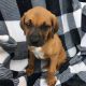 Boxer Puppies for sale in Greenfield, IN 46140, USA. price: $250