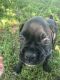 Boxer Puppies for sale in Fort Myers, FL, USA. price: $1,500