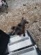 Boxer Puppies for sale in Sherman, TX, USA. price: NA