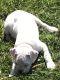 Boxer Puppies for sale in Corning, NY 14830, USA. price: $1,000