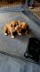 Boxer Puppies for sale in McDonough, GA, USA. price: $1,200