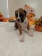 Boxer Puppies for sale in Grabill, IN 46741, USA. price: $1,500