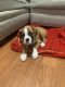 Boxer Puppies for sale in Jersey City, NJ, USA. price: NA