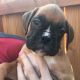 Boxer Puppies for sale in Tonasket, WA 98855, USA. price: $900