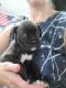 Boxer Puppies for sale in Rush County, IN, USA. price: NA