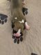 Boxer Puppies for sale in Lexington, SC, USA. price: $1,200