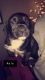 Boxer Puppies for sale in Superior, WI, USA. price: $150