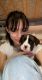 Boxer Puppies for sale in IA-5, Norwalk, IA, USA. price: $1,500