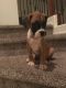 Boxer Puppies for sale in Phoenix, AZ, USA. price: $750