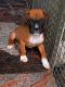 Boxer Puppies for sale in Coimbatore, Tamil Nadu, India. price: 60000 INR