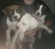 Boxer Puppies for sale in Moore, OK, USA. price: $350