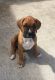 Boxer Puppies for sale in Honolulu, HI, USA. price: $2,000
