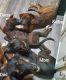 Boxer Puppies for sale in Logansport, IN 46947, USA. price: $250