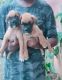 Boxer Puppies for sale in Chennai, Tamil Nadu, India. price: 18000 INR