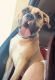 Boxer Puppies for sale in Tampa, FL 33614, USA. price: NA